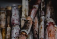 close up shot of sugar canes