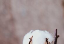 close up shot of dried gossypium hirsutum plant