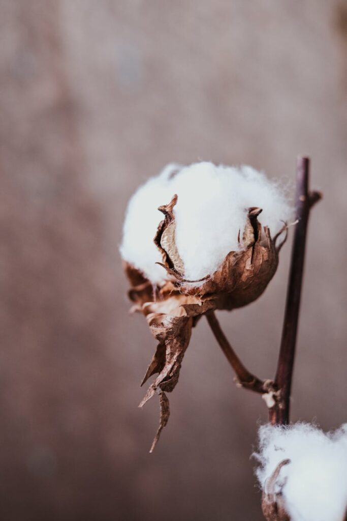 close up shot of dried gossypium hirsutum plant