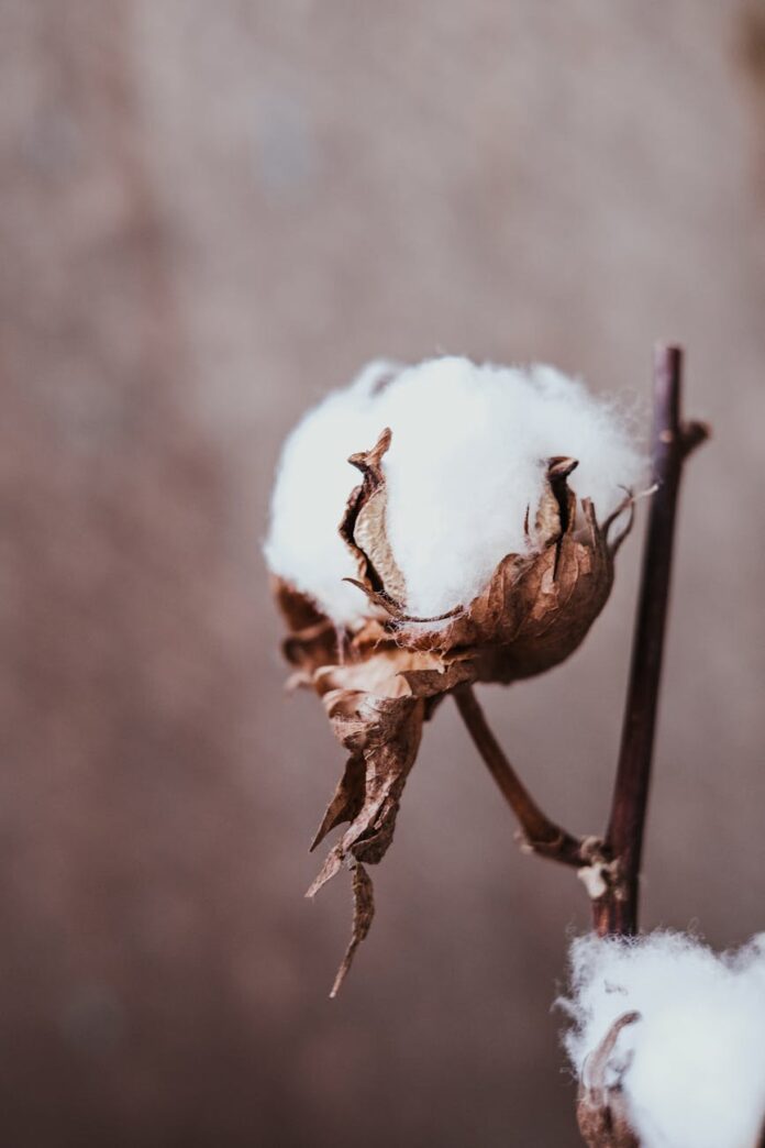 close up shot of dried gossypium hirsutum plant