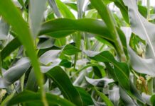 Milho fica mais caro no campo: oferta não é das maiores e a demanda ganhou força green corn plant