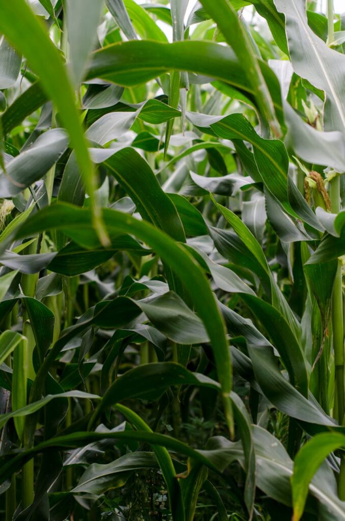 green corn plant