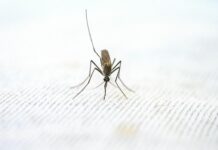 close up view of mosquito