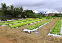 Show Safra 2026 terá programação voltada à Agricultura Familiar em Lucas do Rio Verde