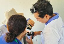 Primeiras ovitrampas são recolhidas com ovos do Aedes aegypti