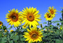 yellow petal flowers