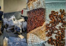 PRF apreende matéria-prima para produção de drogas em Barra do Garças