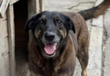 Cão Orelha: investigado por coação morre em Florianópolis