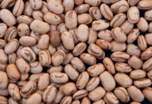 Chuvas irregulares impactam colheita do feijão primeira safra