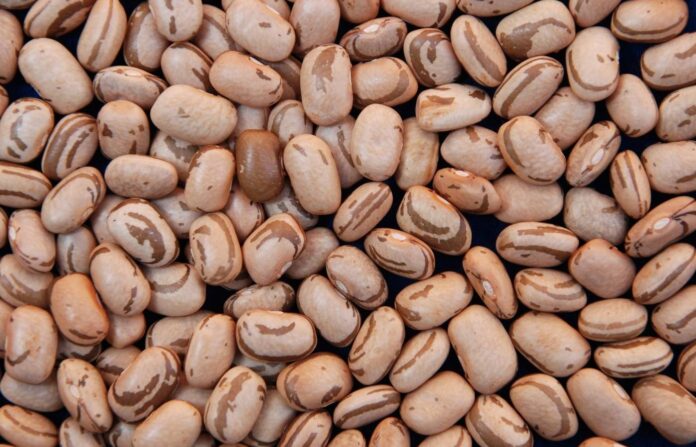 Sebastião Araújo - embrapa (1)