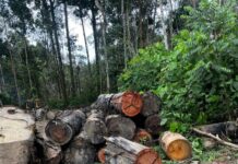 Sema apreende máquinas e aplica multa de R$ 200 mil por extração ilegal em Colniza