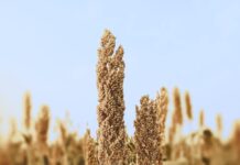 great millet grains close up photo