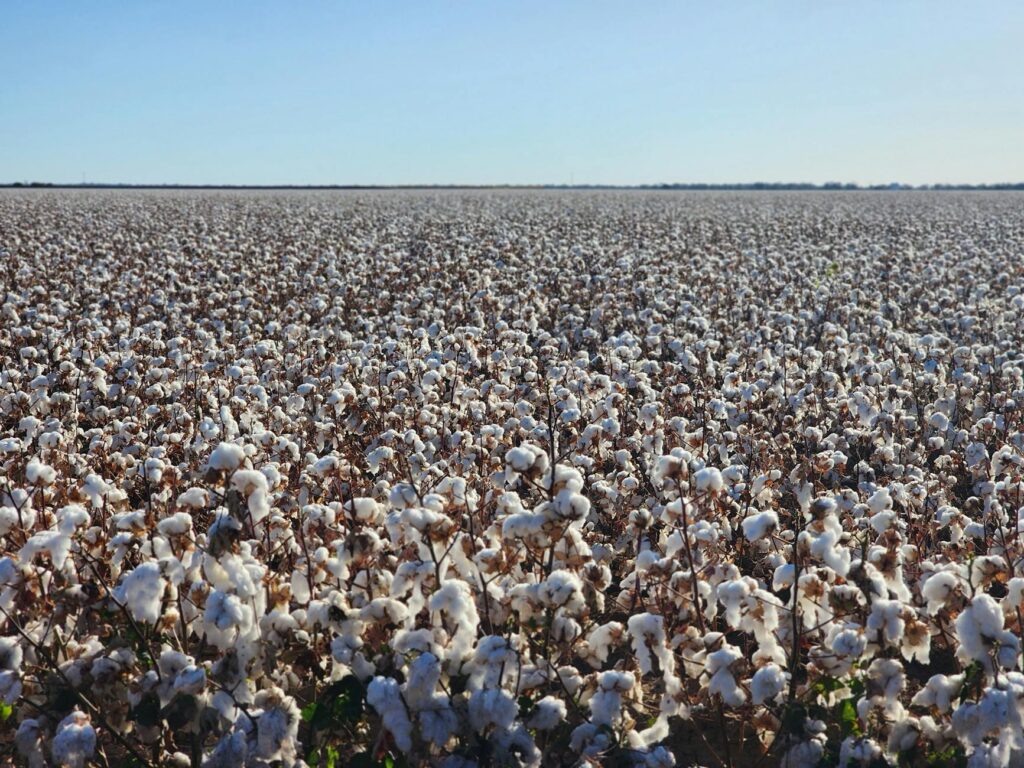 cotton on a field in sunlight
