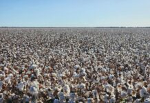 cotton on a field in sunlight