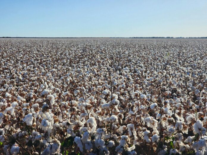 cotton on a field in sunlight