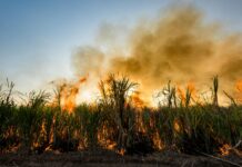 burning sugar cane field