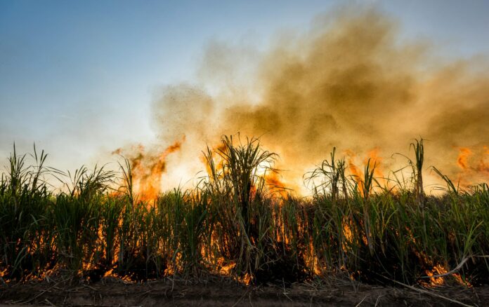 burning sugar cane field