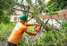 tree maintenance worker using chainsaw in londrina