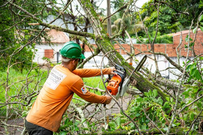 tree maintenance worker using chainsaw in londrina