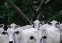 herd of cattle grazing in porto feliz