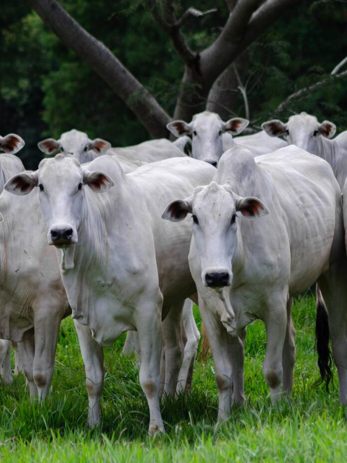 herd of cattle grazing in porto feliz