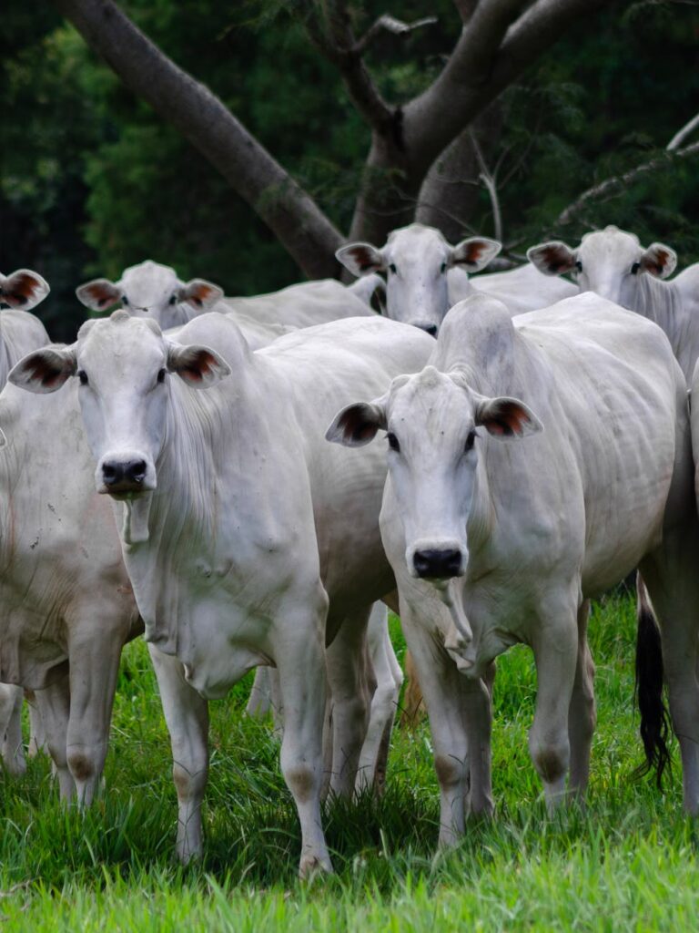 herd of cattle grazing in porto feliz
