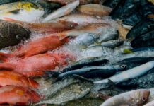 fresh fish variety on ice at ho chi minh market