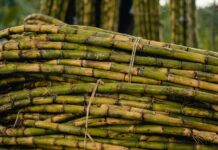 freshly harvested sugar cane stalks in field