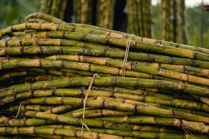 freshly harvested sugar cane stalks in field