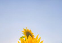 vibrant sunflower field at daytime