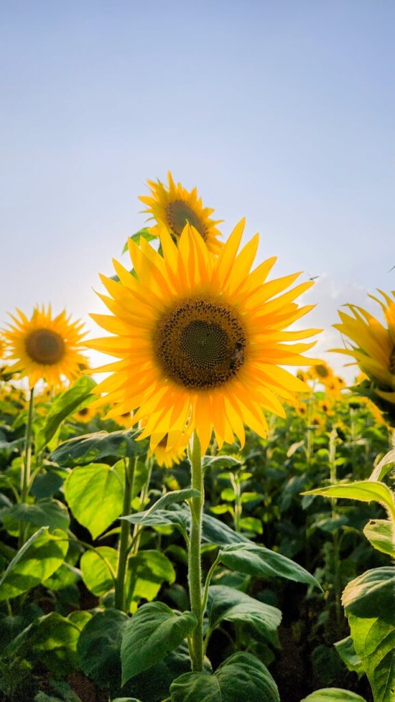 vibrant sunflower field at daytime