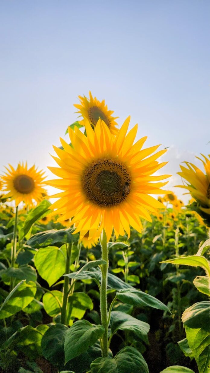 vibrant sunflower field at daytime