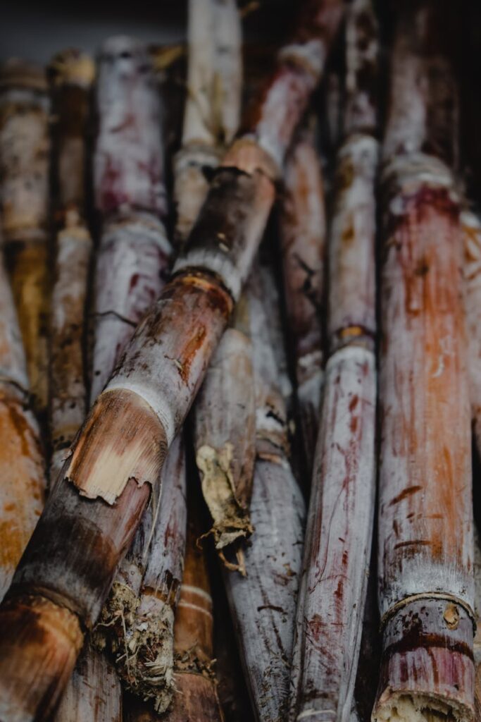 close up shot of sugar canes