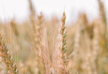 brown and green wheat field