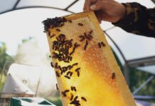 GreenFarm cria espaço AgroCidades para apresentar a diversidade produtiva existente no interior mato-grossense