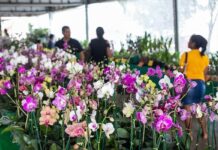 Começa nesta quinta-feira e segue até 7 de junho o Festival das Flores de Cuiabá