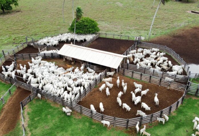 07 Confinamento bovino em Mato Grosso deve crescer 55% este ano, aponta projeção do Imea