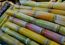 Brasil produziu 11 milhões de toneladas a menos de cana de açúcar na safra atual