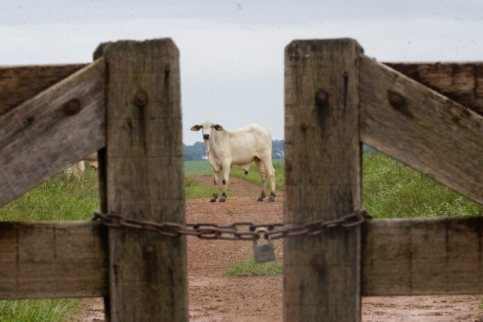 Pecuaria_sal_miniral