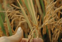 photograph of a person s hand touching crop