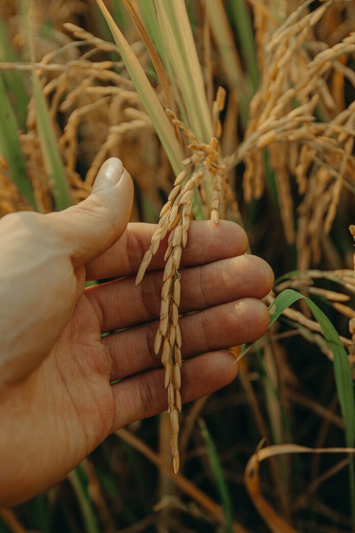 photograph of a person s hand touching crop