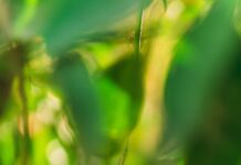 Laranja fica mais barata na roça yellow lemon fruit in tilt shift lens