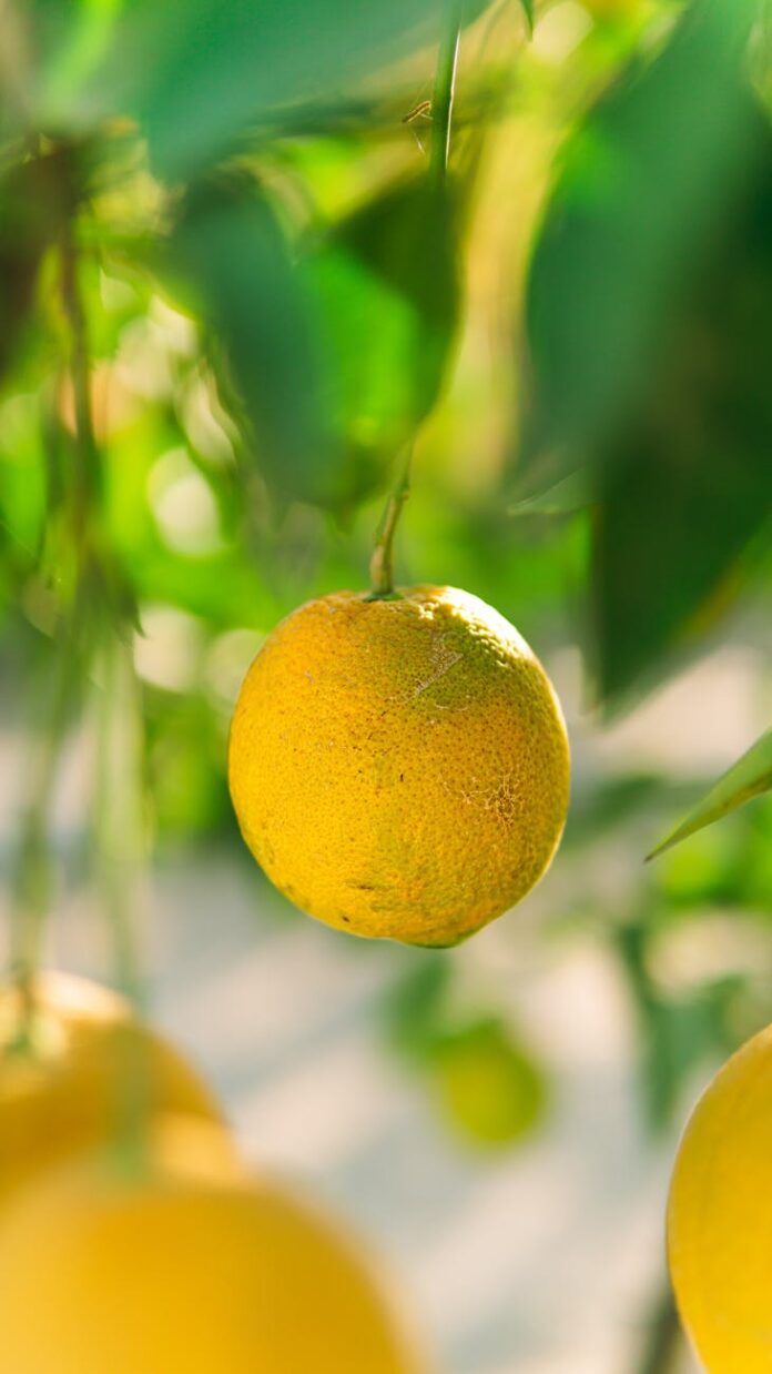 pexels-photo-14210558 yellow lemon fruit in tilt shift lens