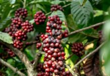close up of coffee growing on a tree