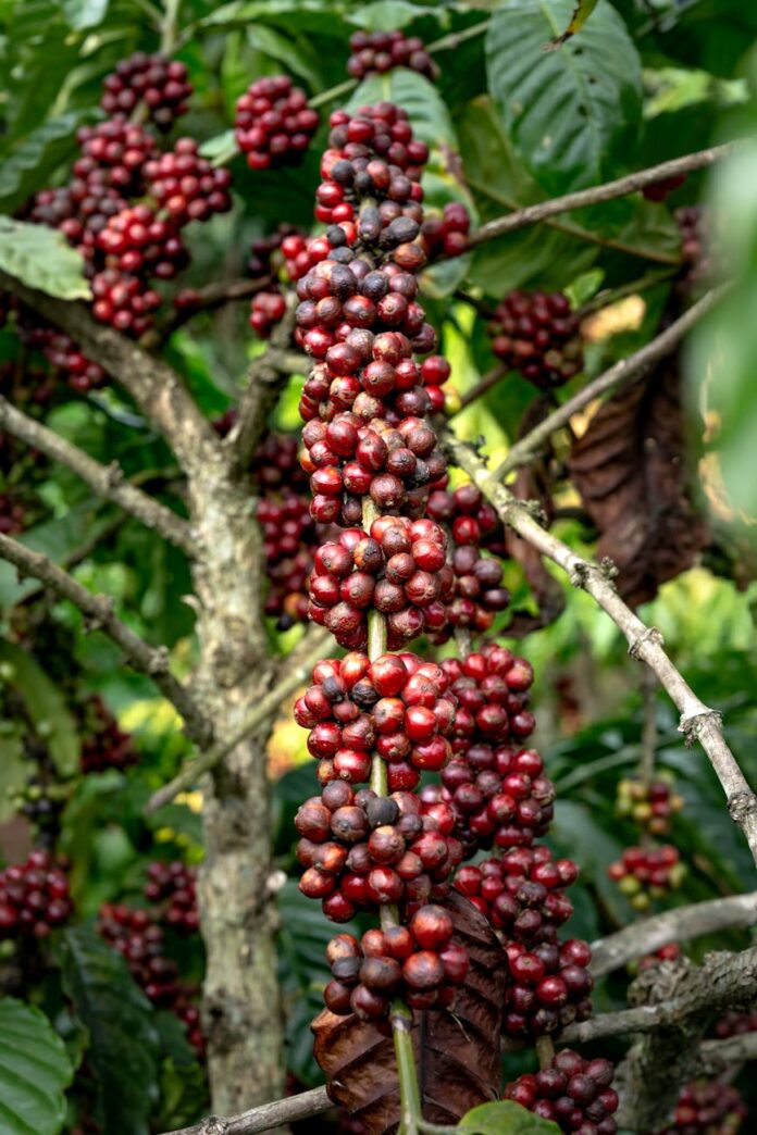 close up of coffee growing on a tree