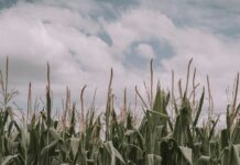 Milho perde valor no campo corn growing field