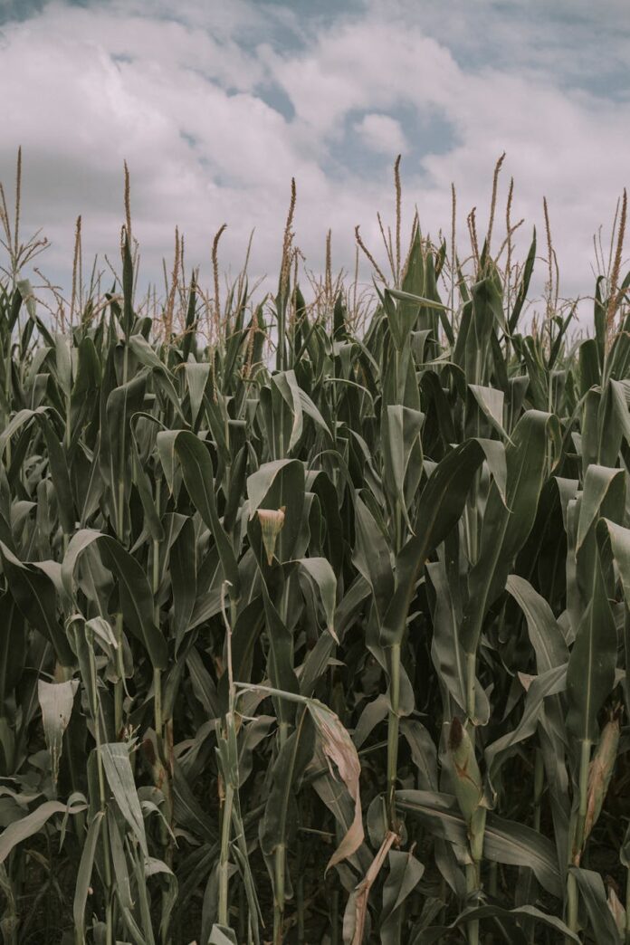 pexels-photo-17952255 corn growing field