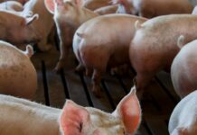 industrial pig farming