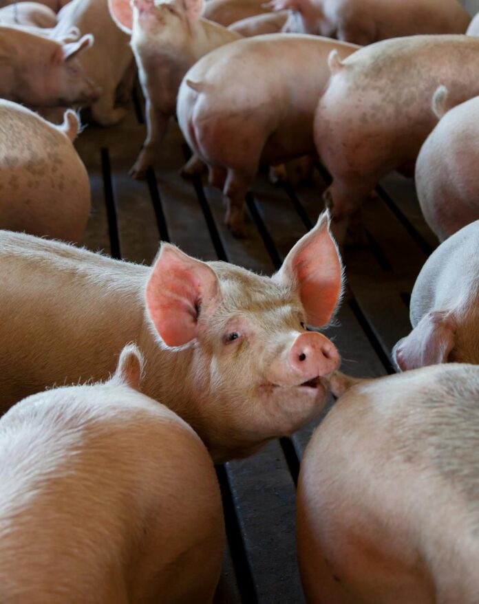 industrial pig farming