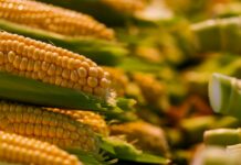 closeup of corns growing on a field